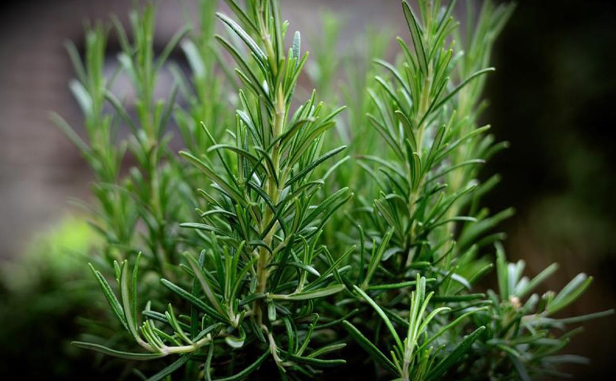 Biberiye Yagiyla Dogal Guzel