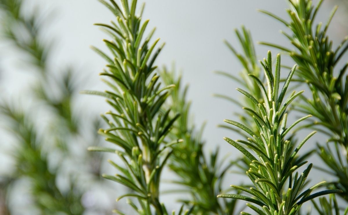 biberiye yagi sac icin