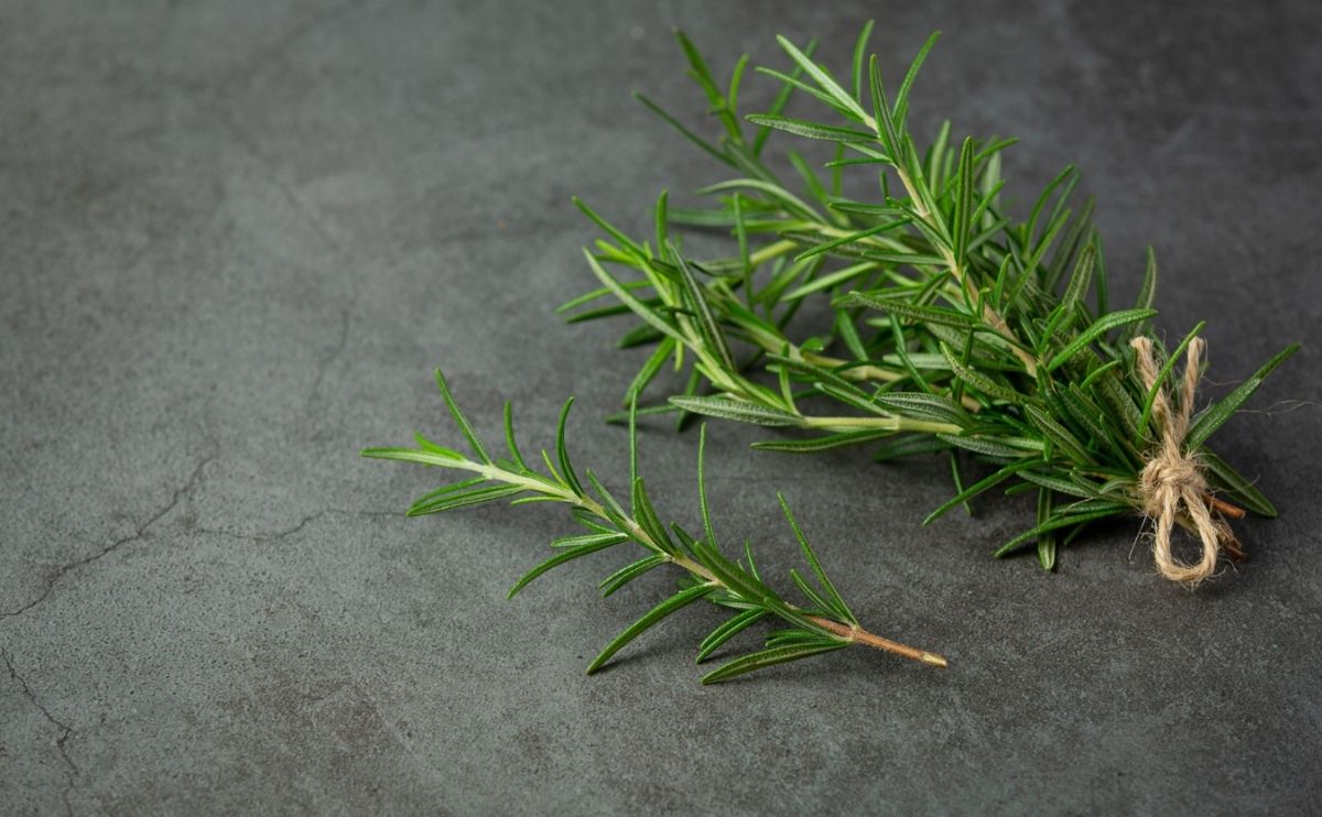 biberiye yagi sampuana eklenir mi